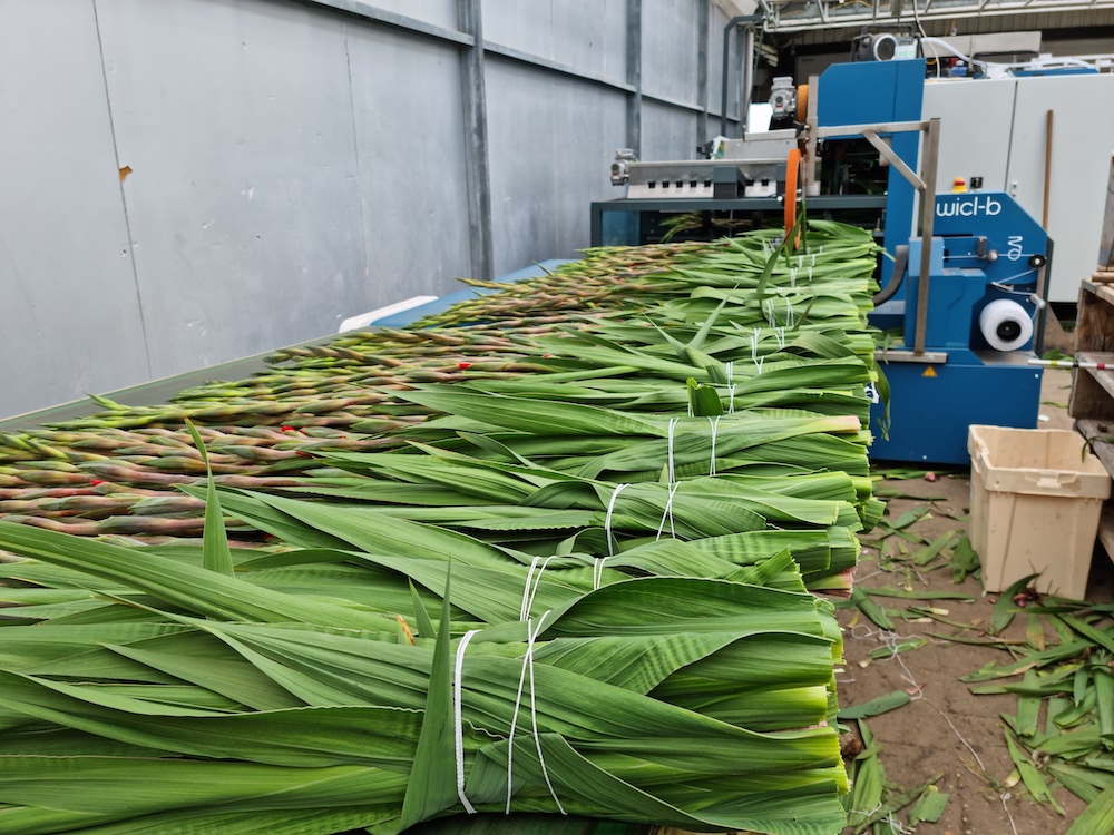 The assortment of Quality Buncher bunching lines by <a href="/HavatecBV/">Havatec</a> has been expanded with new models, suitable for heavier flowers and/or flowers with thicker stems. Visit booth B3.26 at IFTF to see all novelties by Havatec. digital.floribusiness.com/floribusiness-…