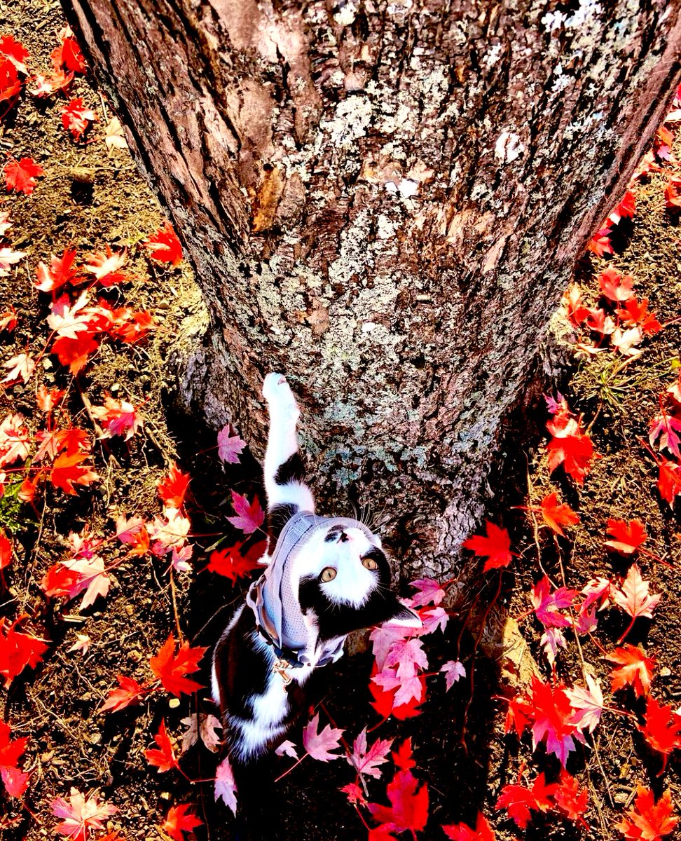 Dese leafs are cronnchhyyy! *crunch crunch* #fall #cats 🍁 🍂 #adventurecat