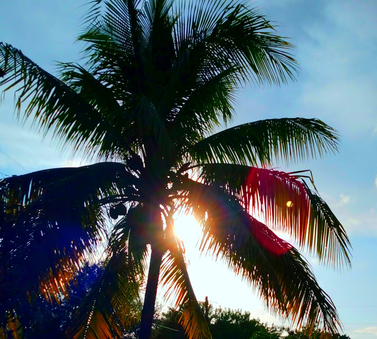 JorgeGNYCMIA's tweet photo. @JorgeG179 #Miami #Sky #Sunshine #Clouds #Palmtrees #photo #photodaily #photoftheday #photograph #photographer #photography #photooftheweek #photostudio #skyphotography #sunrays #sunflares #lensflares #SunshineOneMorning https://t.co/9viFVnA2uC
