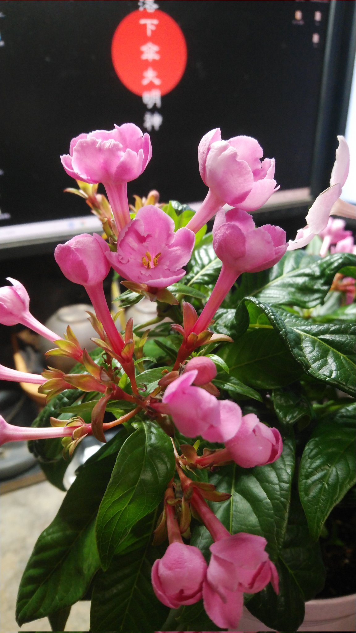 Nemoto Knives 匂い桜 ルクリア 花殻摘みしてた 非常に良い香りが部屋に満ちておる T Co Oqbm0hgqak Twitter