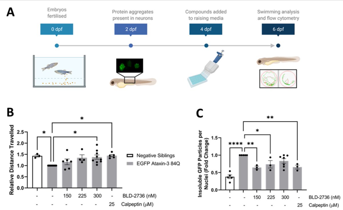 Research on #ataxia is showcasing profound results with Molecule BLD-2736 reducing the amount of mutated proteins aggregates in #zebrafish models of SCA3. We will be Looking forward to see Phase 1 Trial of the molecule in 2022!! ow.ly/NNt750Gy8oF
#ataxiatype3