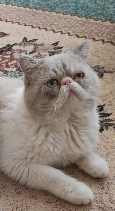 #Shib son bir şarkı be #Hot ve #doge neyi bekliyorsunuz 😅