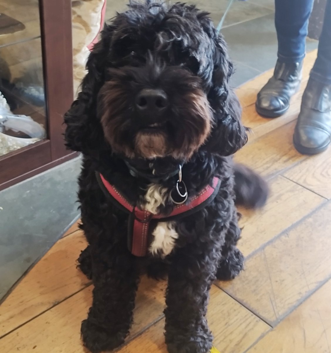 🐾 Dog of the Day 🐾

This handsome chocolate Cockapoo is Jaxon! Look at his beautiful little face 😍 
He's obviously a model as he took his paw-trait very seriously... He's got a cracking side smile too! 
Thanks for popping in Jaxon we hope to see you again. ❤