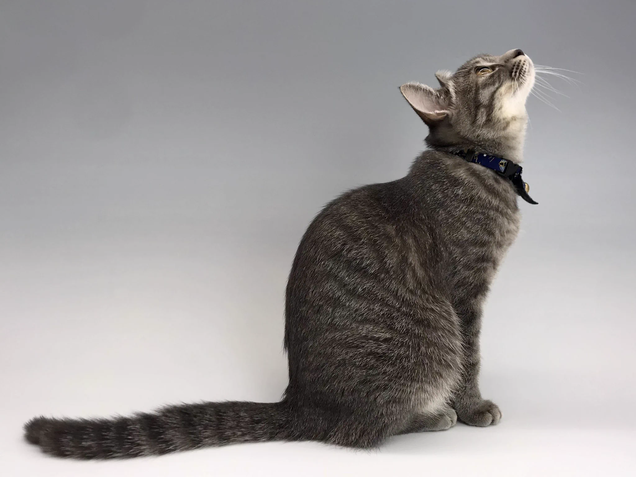私を撮ってアピールが過ぎる？フィギュア撮ってると撮影台の中に入り込んでくる猫さんｗｗ