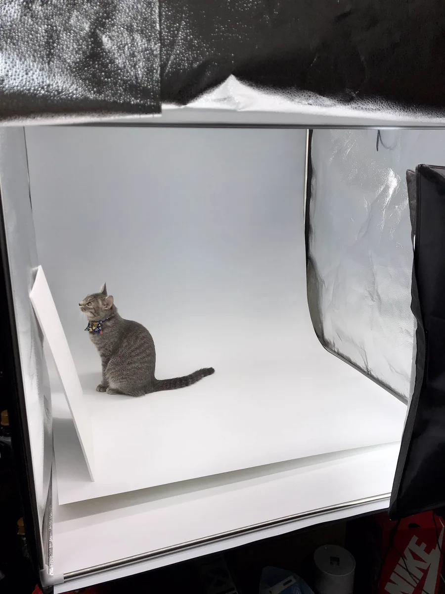 私を撮ってアピールが過ぎる？フィギュア撮ってると撮影台の中に入り込んでくる猫さんｗｗ