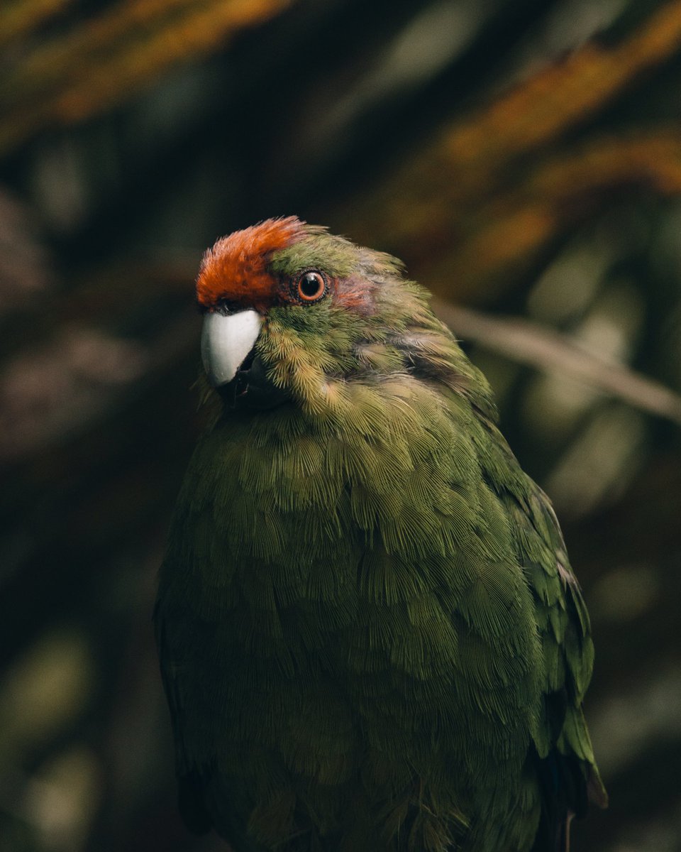 My best bird portrait ☺️👋🏻 Good one?!