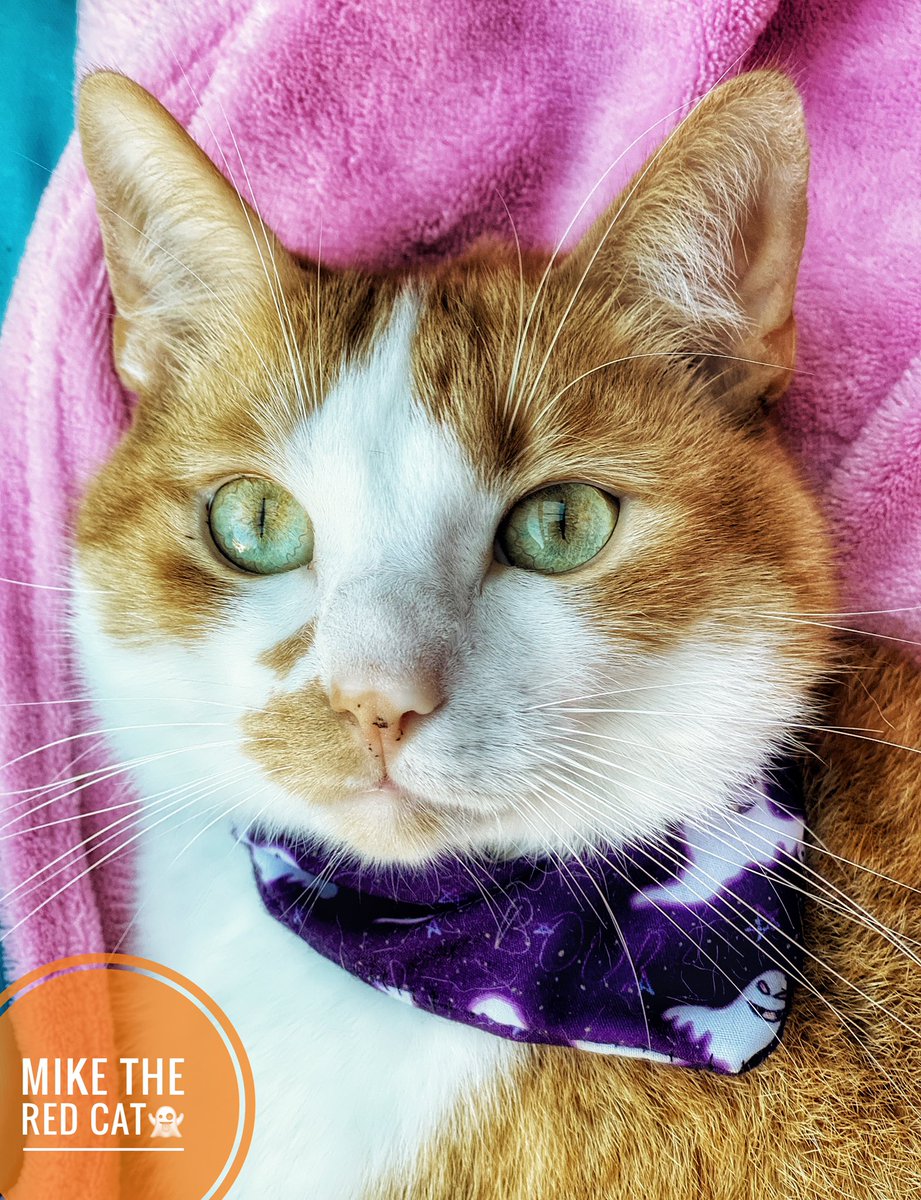 Ik ben er klaar voor . halloween het weekend zou ik ook langs de deuren gaan voor snoepjes 
#CatsOfTwitter #Halloween #TrickorTreats