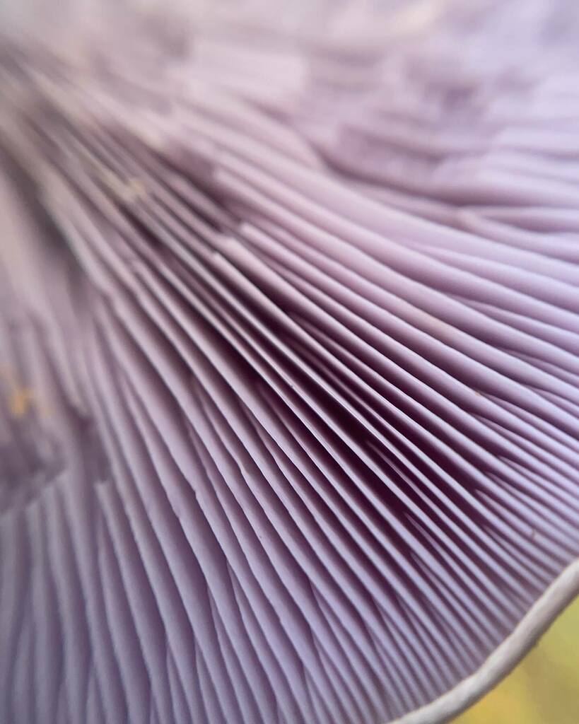 GhostsGavin's tweet image. Gills of a wood blewit mushroom. Lilac-lovely.
#fungi #mushrooms #blewit #lilac #autumn #forage #fall #forests