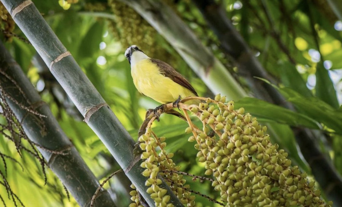 BatikRica's tweet photo. Are you looking at me?! 😎👀 

#somebodyiswatchingme #costaricagram #birdsofcostarica #morningvibes https://t.co/XS7epT9Pcx