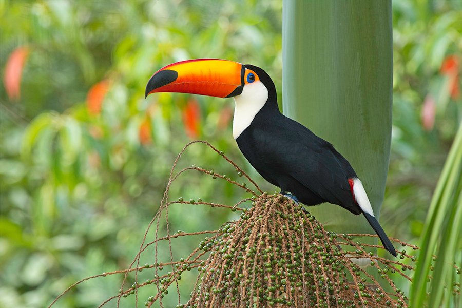 RioClaroGrupo's tweet photo. O Tucanuçu come frutos grandes e carnudos, ricos em gorduras e proteínas, apreciam frutos da figueira
Ramphastos toco Statius Muller, 1776
#rioclarosp #rioclarogrupo #rioclaro #tucano #rio_claro #wikiaves #aves #passaros https://t.co/nNlIuRS41P