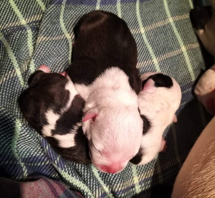 jamiegotuato's tweet photo. mini oreos and milo junior 🥺🥺🥺🥺 https://t.co/gFP1LJXjMY