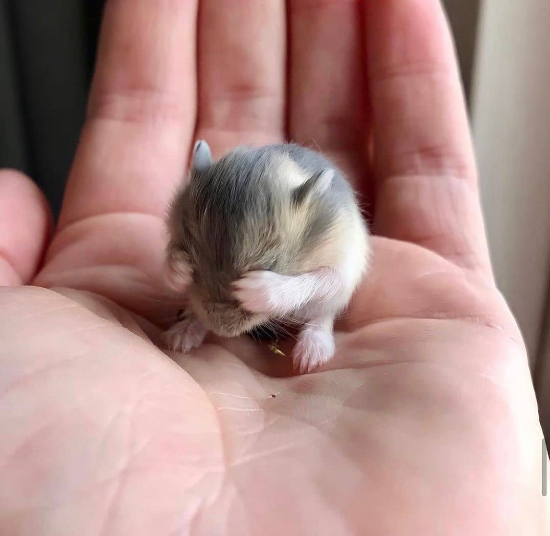 cute baby hamster