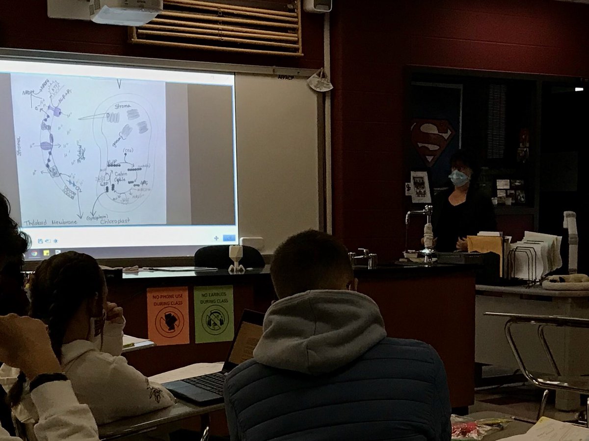 BerriesAlumni's tweet photo. A little photosynthesis to kick-off Thursday in biology. #calvincycle https://t.co/sy6kneJoDV