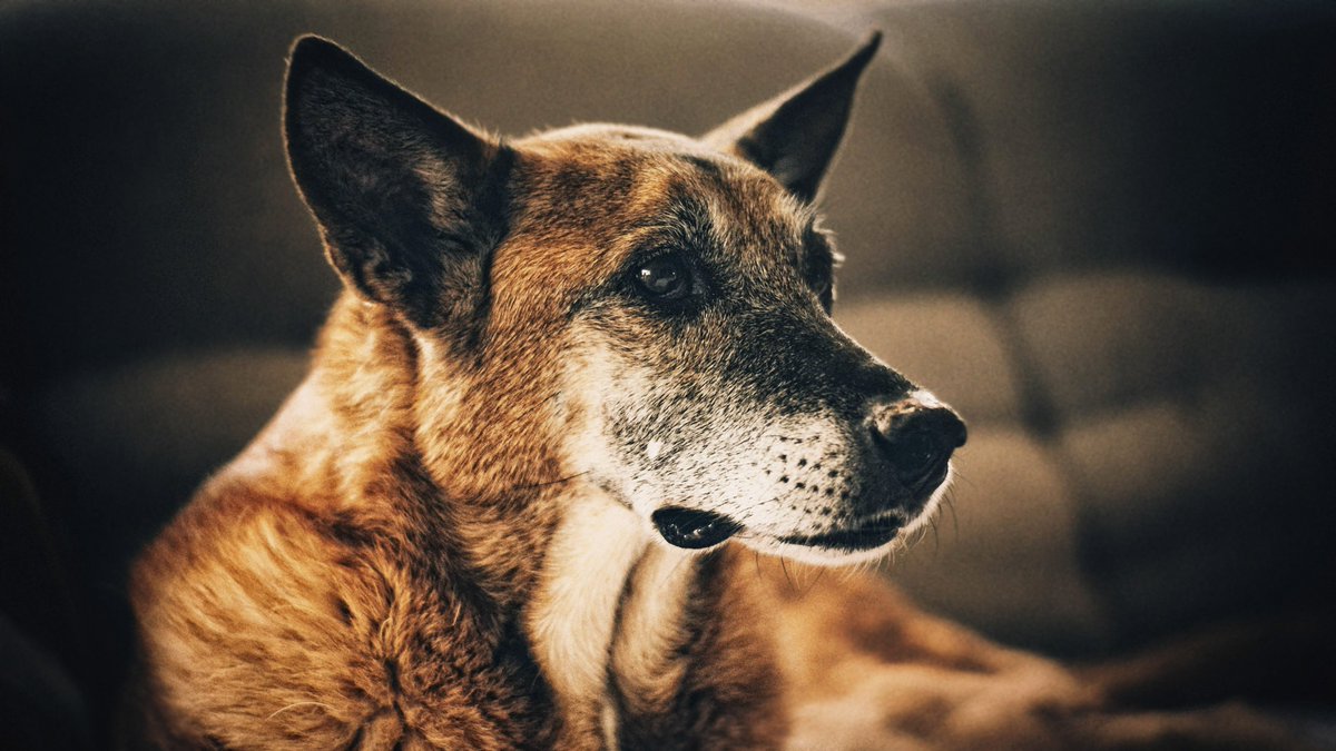 BSAVA PetSavers (@petsavers_uk) on Twitter photo So far, our <a href="/OldAgePets/">PetSavers Old Age Pets</a> veterinary professional survey has had around 150 responses. Could you help us reach our target of at least 500? It only takes 20 minutes and thereās the chance to win an Amazon voucher. Find it here: bit.ly/PetsaversOAPVe⦠So far, our <a href="/OldAgePets/">PetSavers Old Age Pets</a> veterinary professional survey has had around 150 responses. Could you help us reach our target of at least 500? It only takes 20 minutes and thereās the chance to win an Amazon voucher. Find it here: bit.ly/PetsaversOAPVeā¦