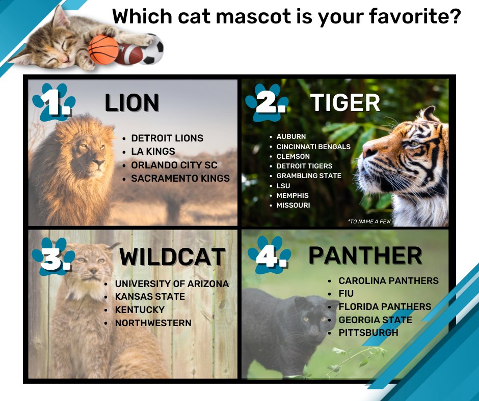 National Cat Day got us thinking, which cat is your favorite mascot?!? Vote from the top 4 in the comments or let us know your favorite! #NationalCatDay #NFL #MLB #NBA #MLS #NCAA