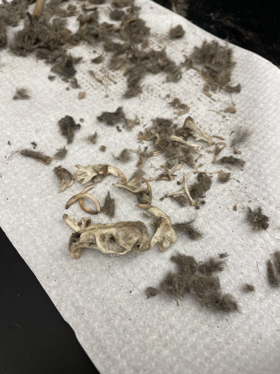 Skeletons just in time. Analyzing diversity of organisms in two different ecosystems.