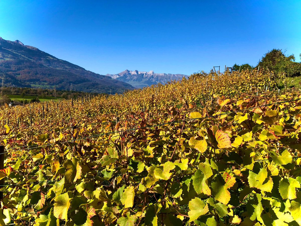 GoepfB's tweet image. Spätherbst im Wingert Hansmarti