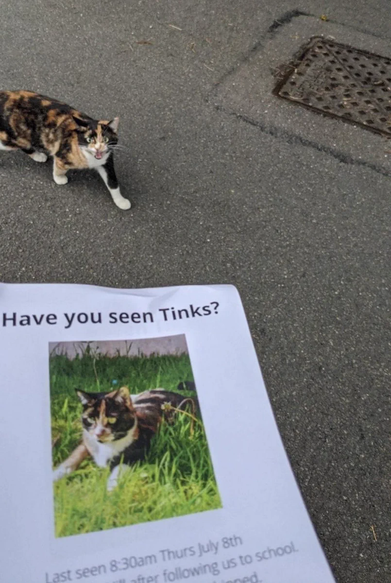 こんな偶然ある！？迷い猫の張り紙を見ながら歩いていたら、そっくりな猫に遭遇！