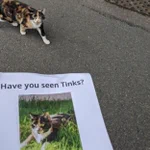 こんな偶然ある!？迷い猫の張り紙を見ながら歩いていたら、そっくりな猫に遭遇!