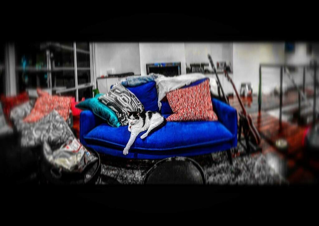 davidtieck's tweet photo. Queen Haiku being a queen in a very queen like queen #queen #haiku #photo #photography #cat #catstagram #kitty #pic #catsofmelbourne @mynameishaiku https://t.co/MddNXsSiSx https://t.co/x94GcuSEsQ