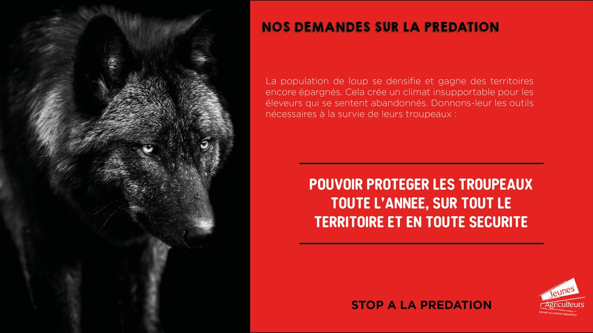 Les éleveurs sont aujourd'hui sans solutions face au loup... Ils sont abandonnés alors que les prédateurs gagnent de plus en plus de territoires, augmentant ainsi leurs dégâts ! La demande est simple : 
protéger toute l'année, sur tout le territoire et en toute sécurité