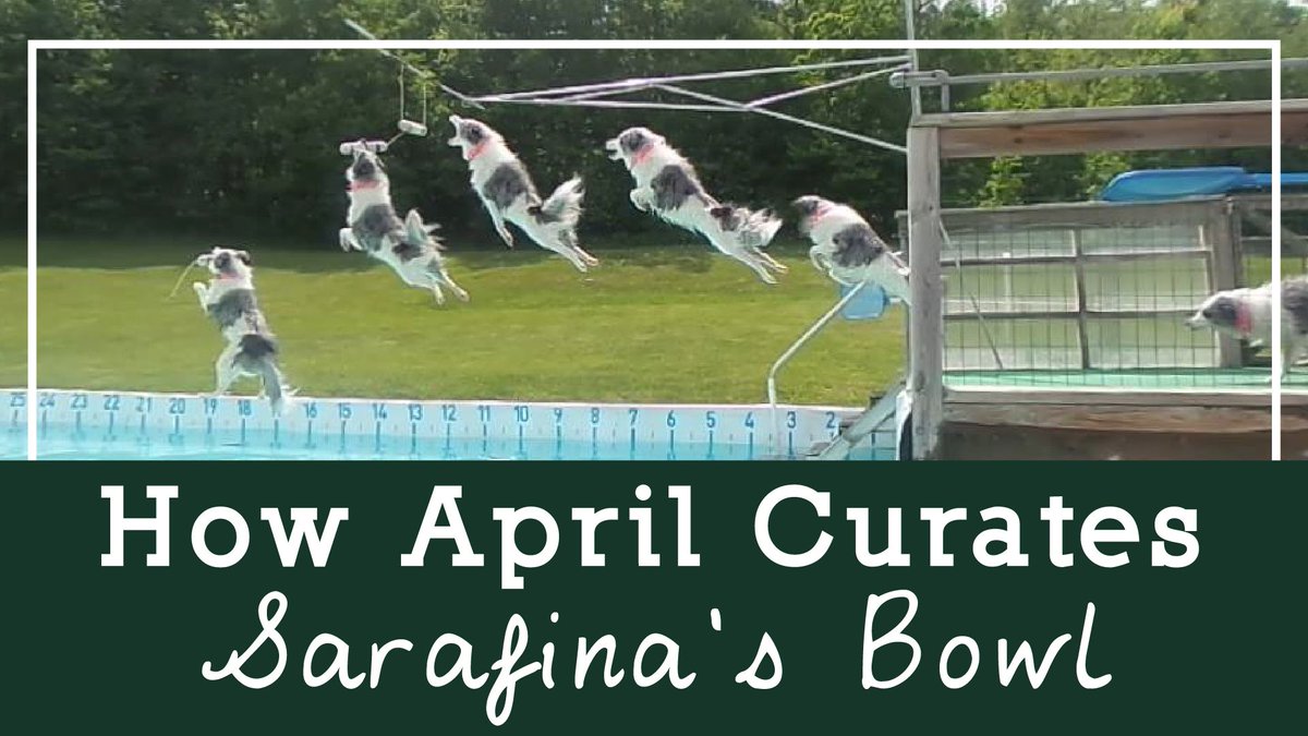 This Aussie is breaking her own personal bests at 10 years old! A big part of that goes back to diet– how her dog mom and trainer curates her bowl to give her exactly what she needs to thrive. 🥣🍖🥗 buff.ly/3qgBsVm #divingdog #dogtrainer #healthydog