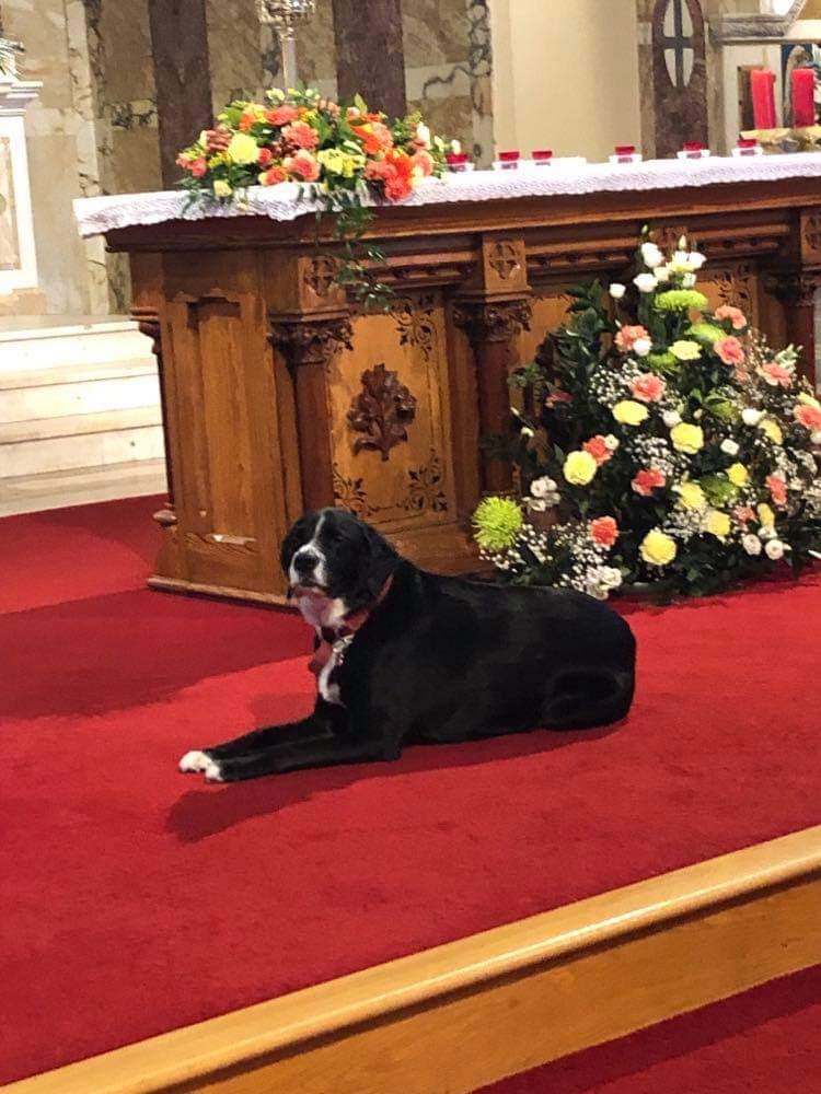 Eight years ago today Buddy arrived in our parish. What a special Blessing she has brought us all