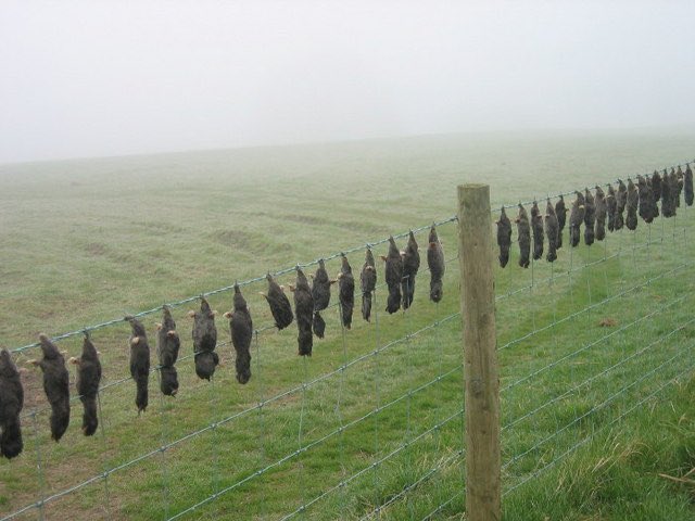 These ⬇️ are dead moles, strung like beads along a barbed wire fence. A mole is about as innocent a creature as can be imagined. 

The human disconnection from nature and the consequent lack of empathy for wild creatures found across rural Britain is sometimes hard to believe.