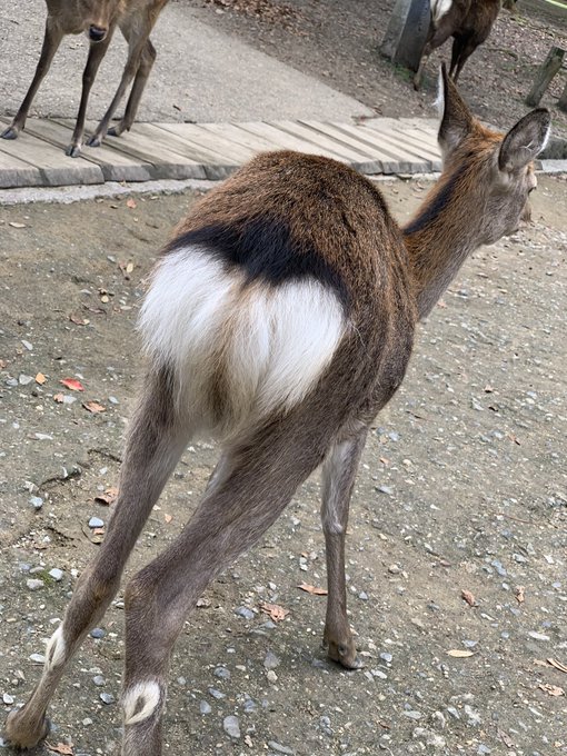 @teteteko ぷりっ❤️ 