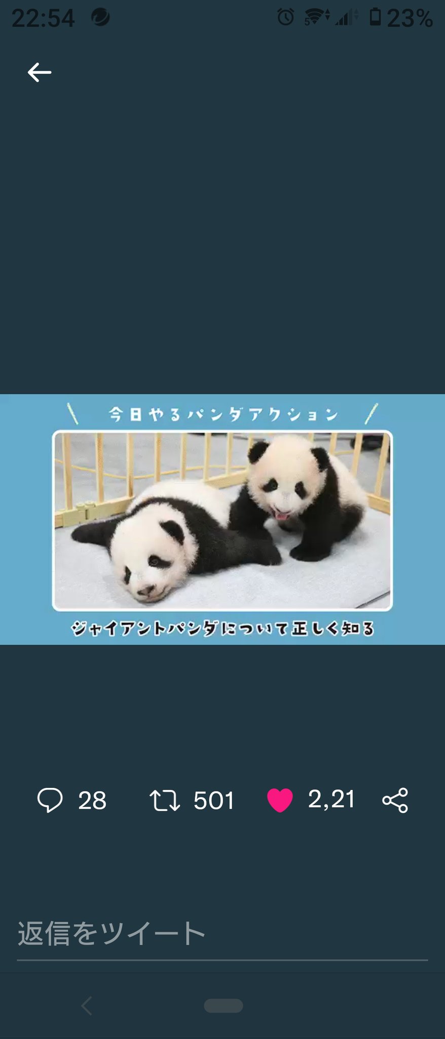 もふもふシャン子 パンダアクション実践します 上野動物園にパンダ が来てから ずっとずっと見守って来ました そしてシャンシャンが成長する過程で多くのことを学びました 野生と飼育下のパンダの違い 私たちの行動で絶滅を防げること 上野ファミリー