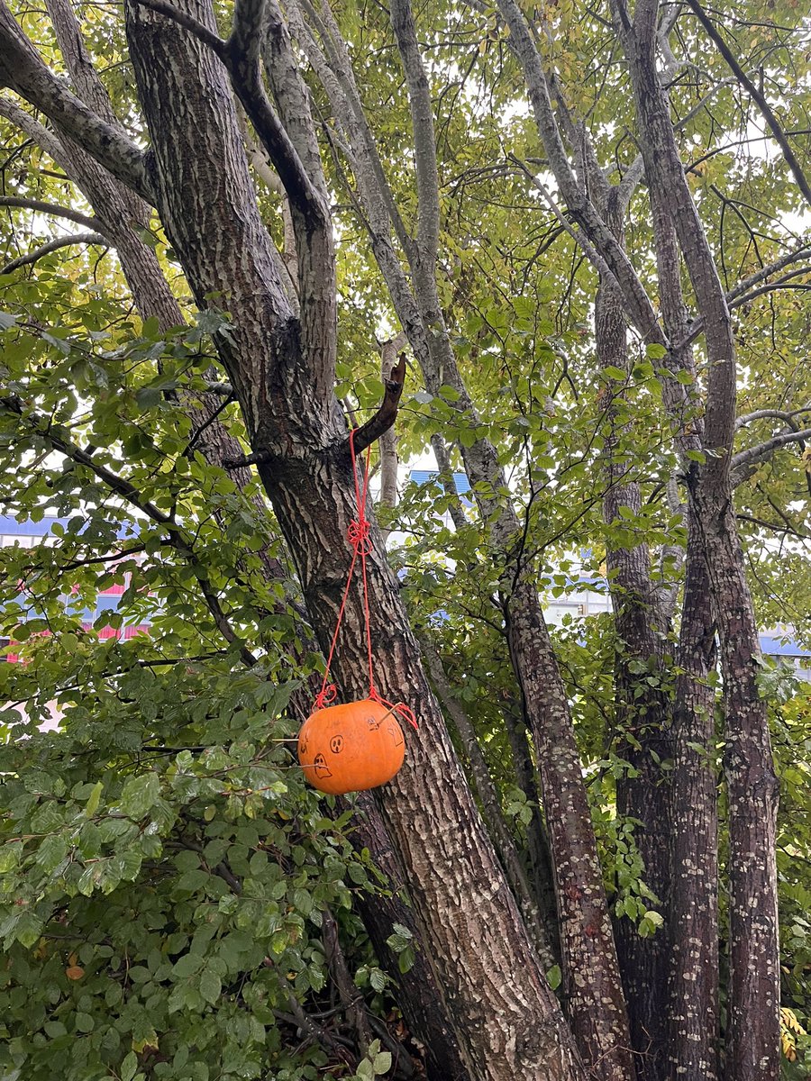 Today eco club used pumpkins to make Halloween themed bird feeders 👻🎃🐦🌳 #OurDearGreenPlace #LaudatoSi #EcoSchools @KSBScotland