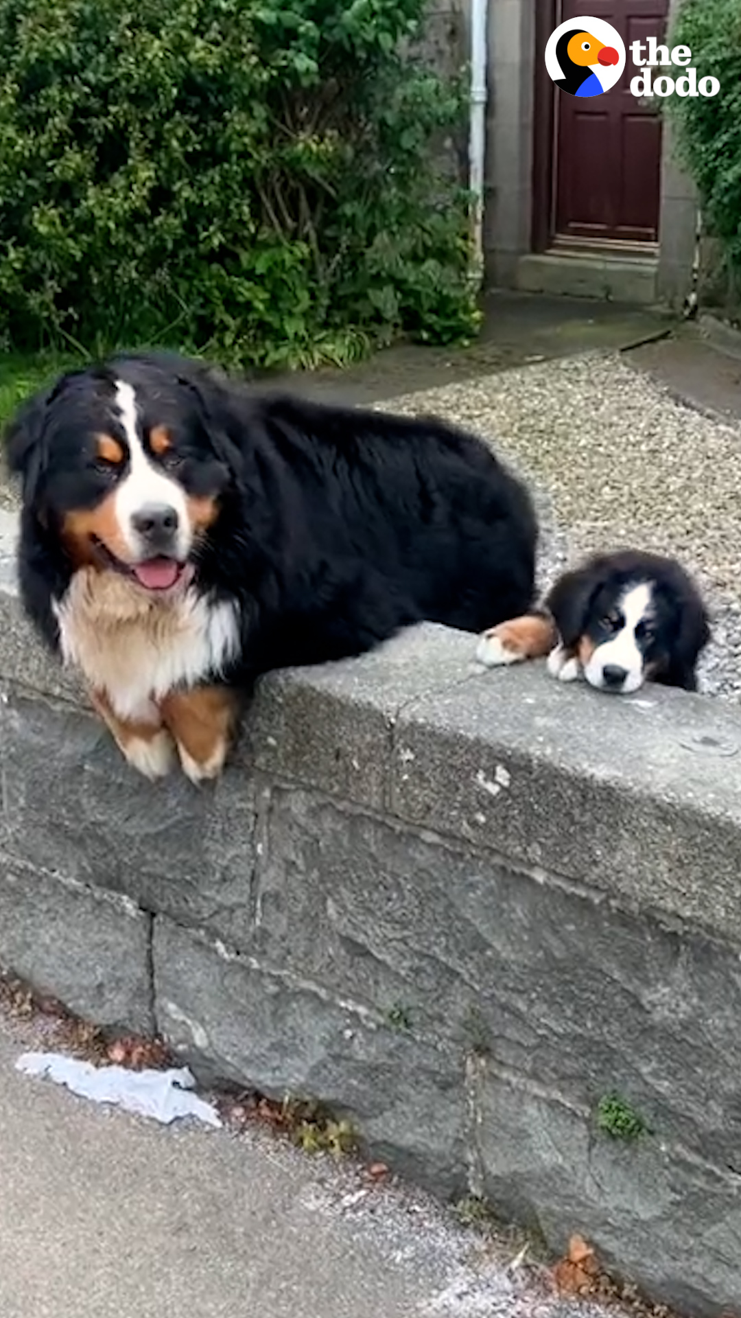 The Dodo On Twitter Loyal Family Dog Gets A Mini Me Who Does