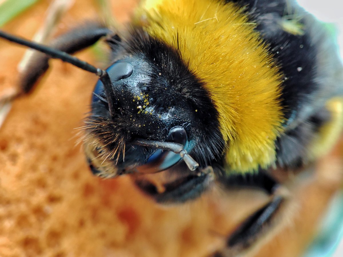 Selfie 🐝🤳
#macrophotography #natgeotravel #wildlifephotography #wildlifeplanet #nationalgeographic #lonelyplanet #awesomeglobe #wildlife #awesome_earthpix #fantastic_earth #discoverearth #wildlife_perfection #natgeoru #igscwildlife #natgeowild #natgeoyourshot #RedmiNote10Pro