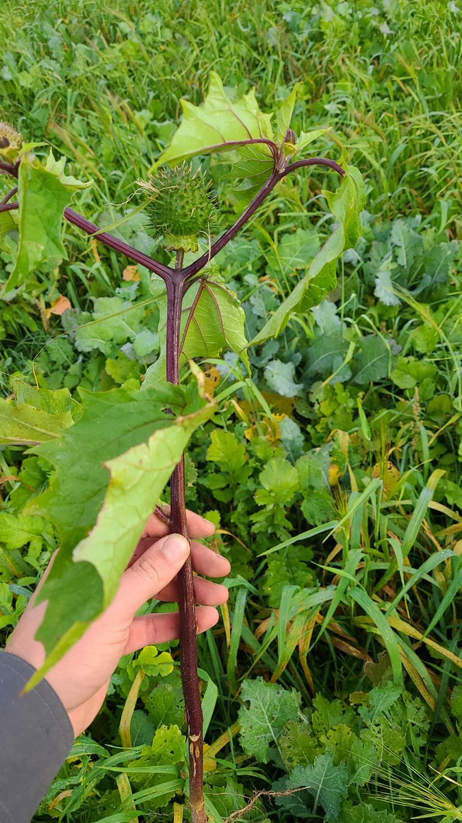 Rick Kaptein 🐂🇨🇦🥓🐓 tweet media