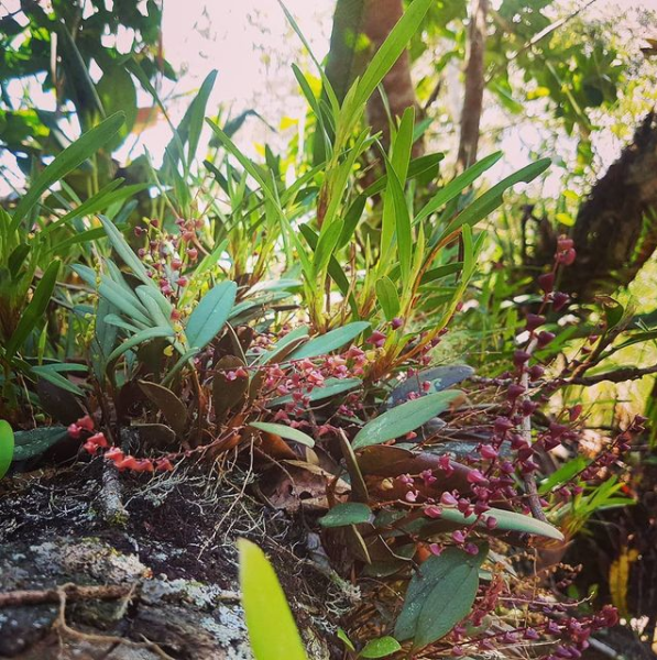 I love to look closer at the nature around me. We have orchids growing on all the trees around us and when you look closer these plants, you can see how magical they are.  #theworldaroundme #orchids #orquid #plantlife #nftartist #nfts #plants #orquideas #Garden #forestplants #art