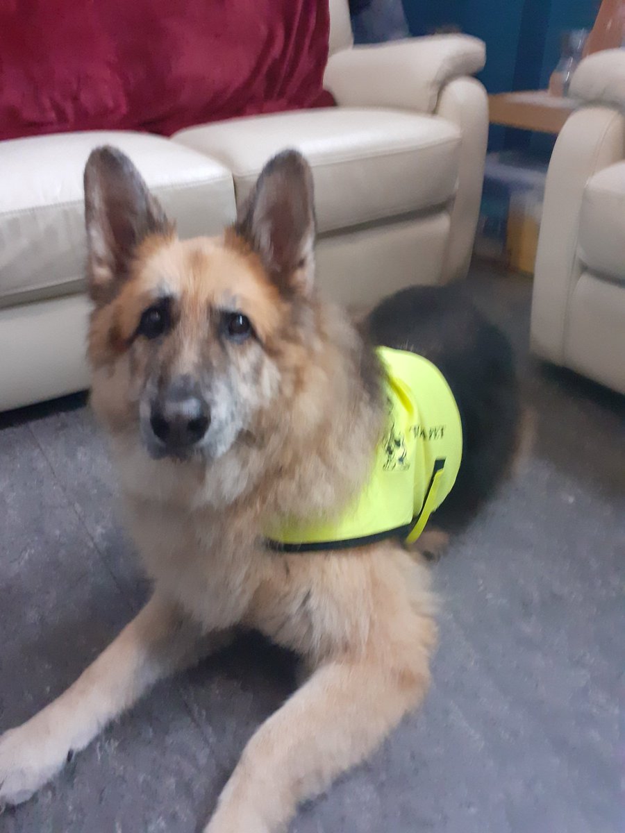 AlisonCroftfoot's tweet photo. I heinz could make a soup to match the warmth in my heart today, then they'd be onto a winner 😊
Troy the stunning Therapet came to school today and some of the children read him their favourite stories, Troy and the children were just so relaxed❤
#furryfriend #relaxedreading https://t.co/pXNTCY02TU