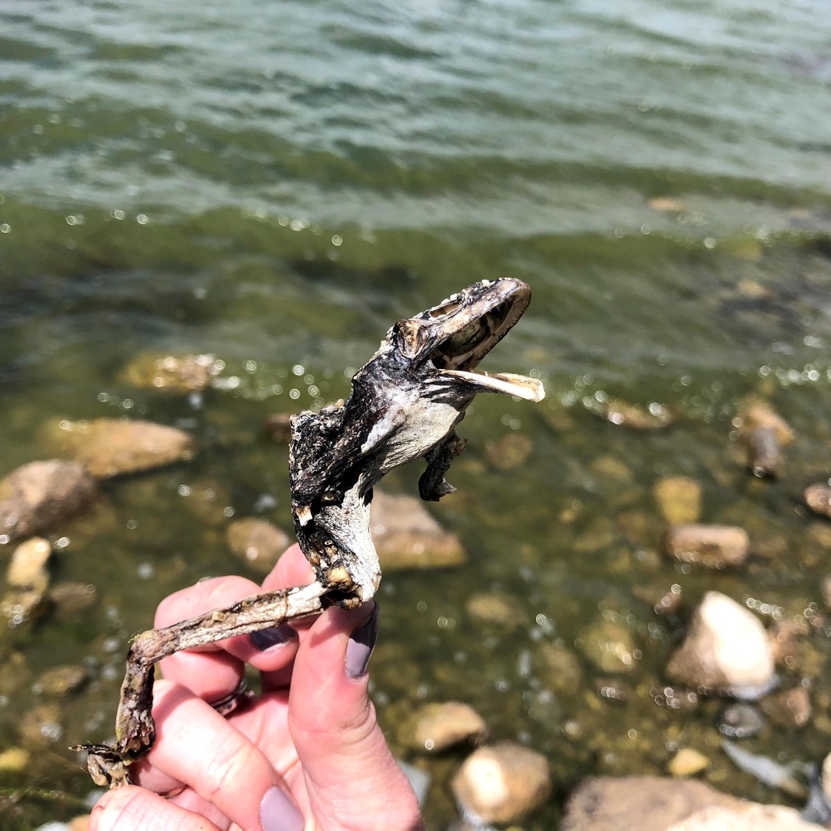 NEON_sci's tweet photo. #SpookWeek continues with a Halloween classic... a mummy! Natural mummies like this can form when an animal dies in conditions that are so cold and dry that bacteria can't aid in decomposition. D09 (ND) techs think this frog died before quickly being frozen or buried under snow. https://t.co/cMF9meiOL1