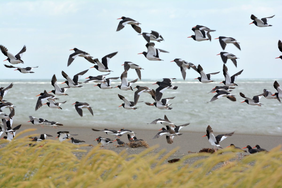TurismoTDF's tweet photo. La Reserva Natural Urbana “Punta Popper” está ubicada en la ciudad de Río Grande, y es parte de la Red Hemisférica de Reservas para Aves Playeras, por ello posee el status de área protegida 📷🐦#PuntaPopper #RíoGrande #EstepaYMar #NaturalezaAlFin #TierraDelFuego #FinDelMundo https://t.co/ADqlKLt7Wd