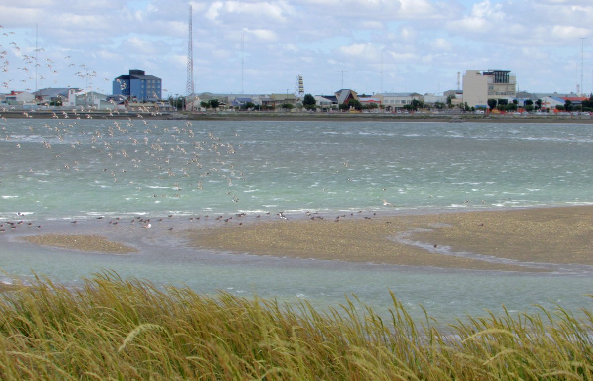 TurismoTDF's tweet photo. La Reserva Natural Urbana “Punta Popper” está ubicada en la ciudad de Río Grande, y es parte de la Red Hemisférica de Reservas para Aves Playeras, por ello posee el status de área protegida 📷🐦#PuntaPopper #RíoGrande #EstepaYMar #NaturalezaAlFin #TierraDelFuego #FinDelMundo https://t.co/ADqlKLt7Wd
