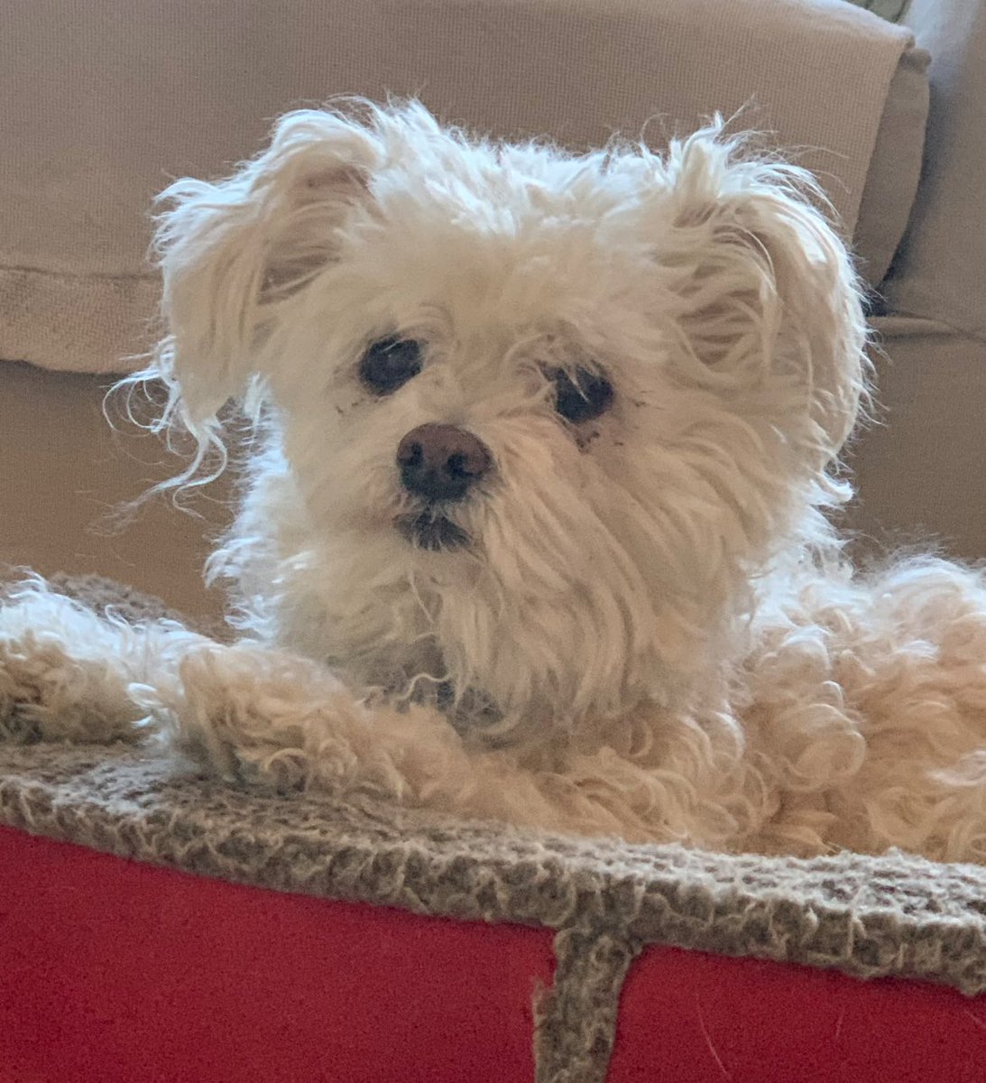 MaryPopeOsborne's tweet photo. (1/2) Long ago we adopted a little dog I found walking alone on a country road. Little Bear’s sweet spirit lit up our lives for many years. So, we were heartbroken when we lost him this fall, at age 18. #lossofpet #rescuedogs #doglover https://t.co/PinT3Gigrn