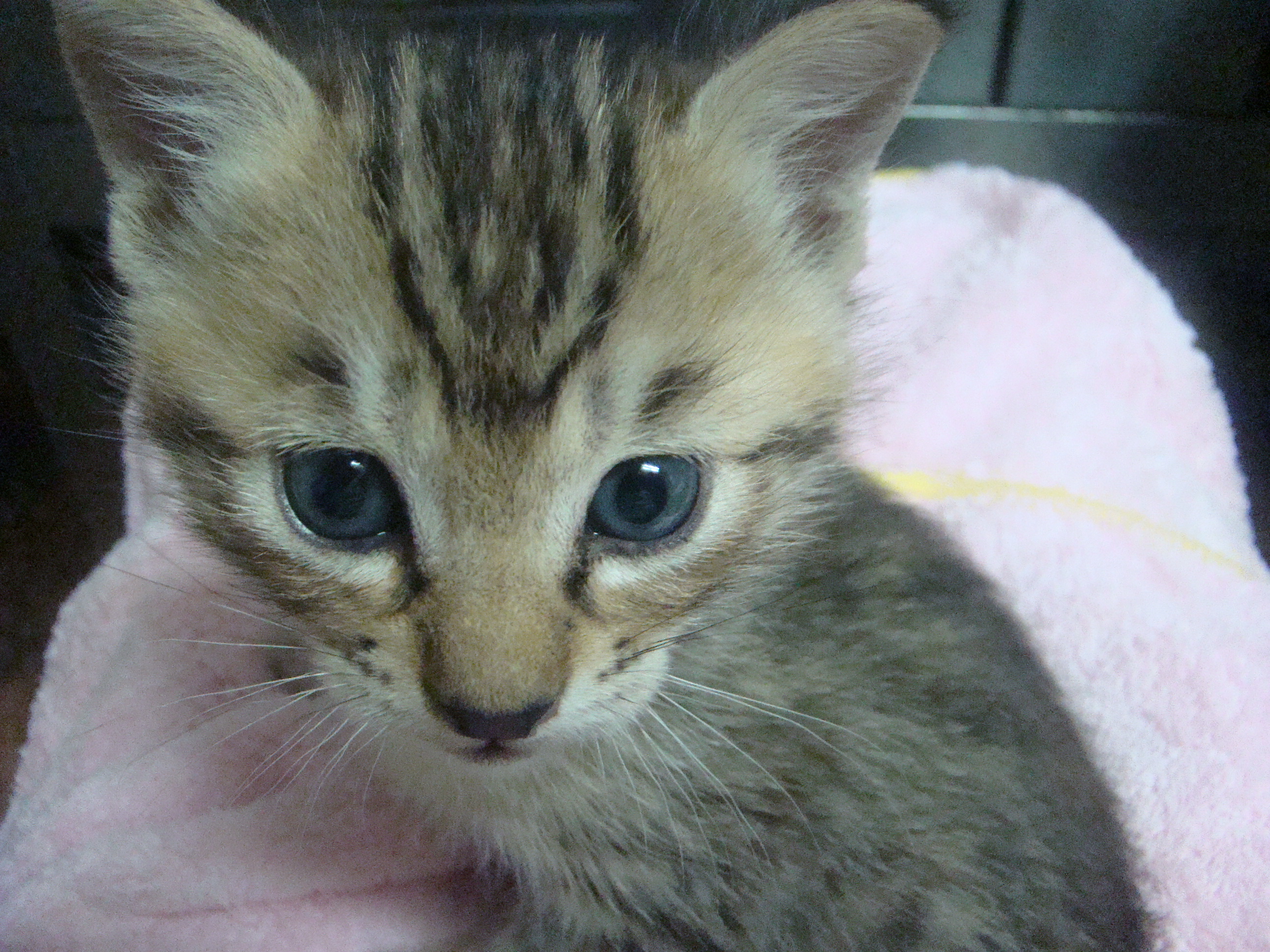 茶々丸 Chachamarucafe Twitter