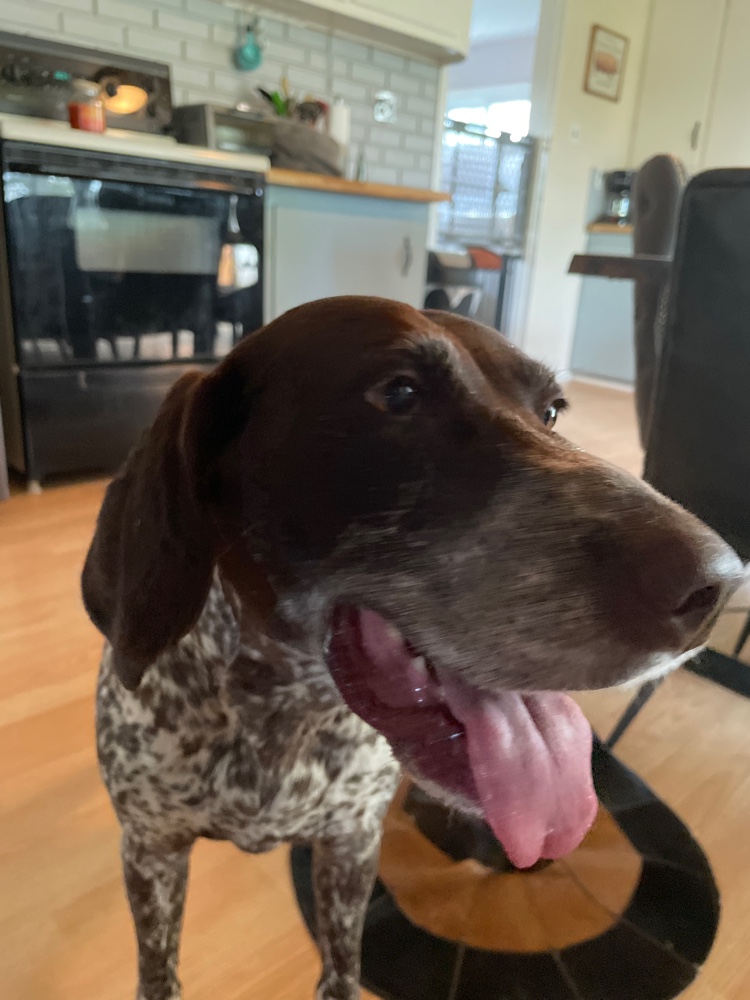 PullyDogs's tweet image. Lunas’s post walk smile. We just #ResQwalked 1.32 km on our home trails in support of animals in need! Thanks  resqwalk.com