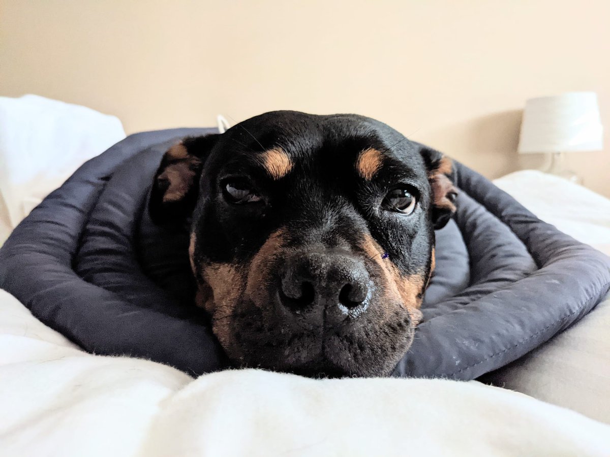 Post surgery relaxing on some pain meds. No plastic cone, just an oversized portable neck pillow.