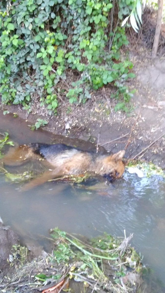 Kristian_Mella's tweet photo. quien pide ayuda lo encontró muerto, posiblemente cae y muere ahogado. Esas malditas garrapatas lo tenían consumido y agotado.
Al igual que el año pasado comenzare campaña para recolectar #Bravecto y #Simparica para que los perritos no sigan muriendo de esta cruel forma. https://t.co/9v7BvNbOTY