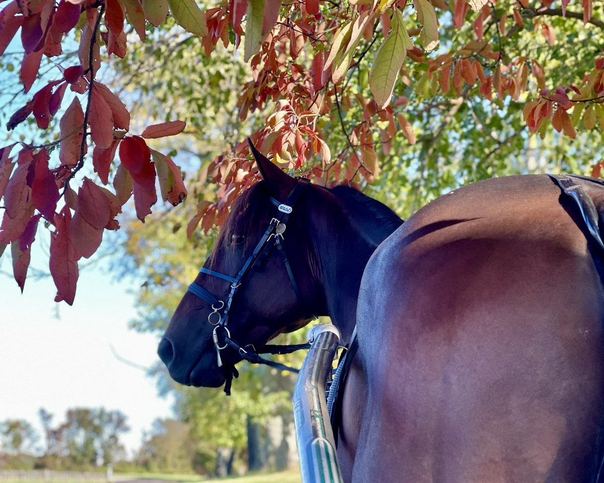 StableSvanstedt's tweet image. 🍂💛🍂Ambassador Hanover🍂💛🍂@Breeders_Crown @TheMeadowlands