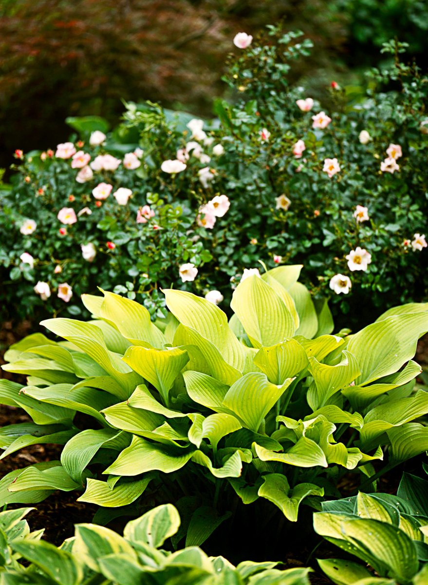 'Sun Power' Hosta

Hosta 'Sun Power' is a sun-tolerant variety with yellow-green leaves. It shows brightest color when it gets direct sun in the morning. 'Sun Power' grows 24 inches tall and 48 inches wide.