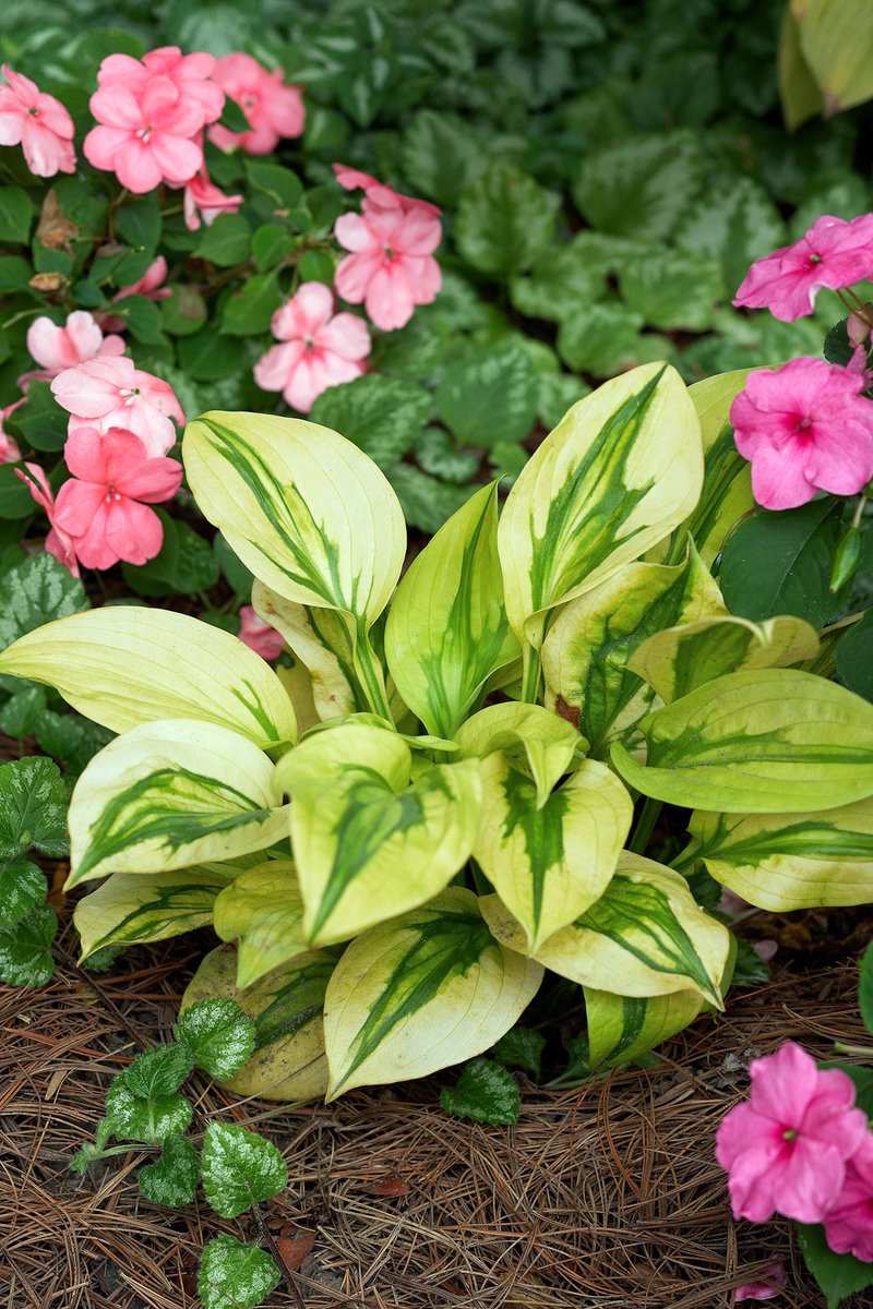 'Stitch in Time' Hosta

Hosta 'Stitch in Time' is a compact selection with green leaves edged in cream. The foliage has a unique quilted look. It grows 14 inches tall and 24 inches wide. Zones 3-9