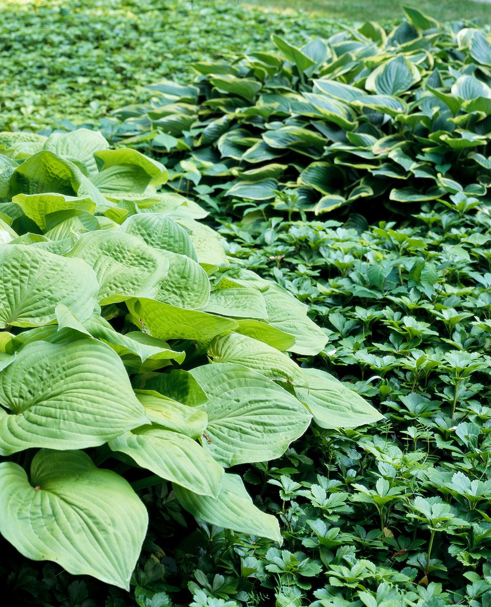'Sum and Substance' Hosta

Hosta 'Sum and Substance' is one of the largest and most popular hostas around. It has huge chartreuse leaves that can reach 24 inches long. The plant grows 24 inches tall and 60 inches wide. Zones 3-9