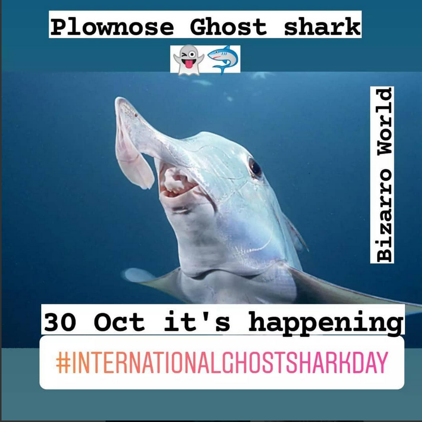 lostsharksguy's tweet photo. Here's another really cool #Ghost #Shark, Plownose 👻🦈 @BritFinucci @dando_marc @WildNaturePress @WillWhitesharks @spottedcatshark @WILDOCEANSSA @PrincetonNature @PrincetonUPress @NRF_SAIAB @chondrolab @ElasmoSociety @SharkRayFund @saveourseas @SharkTrustUK @BBCWorld @joerogan https://t.co/4fGSKcUg0g