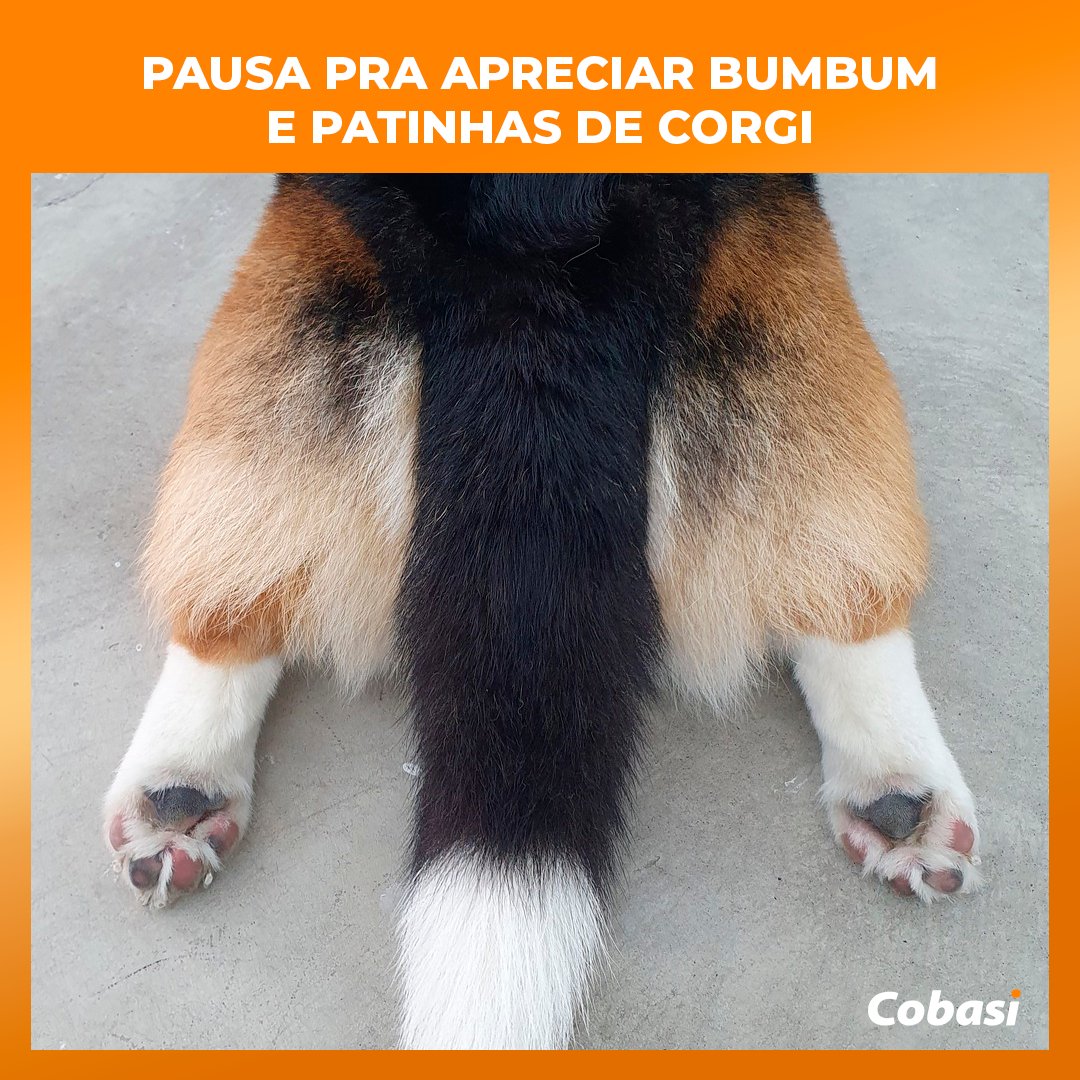 Patinhas sabor napolitano e bumbum de pêssego passando na sua timeline pra melhorar o dia 🍑. Marque alguém que ficaria feliz com essa imagem e espalhe a palavra da fofura canina! #corgi #cachorro #dog #fofura #forurômetro #patinhas #sorria